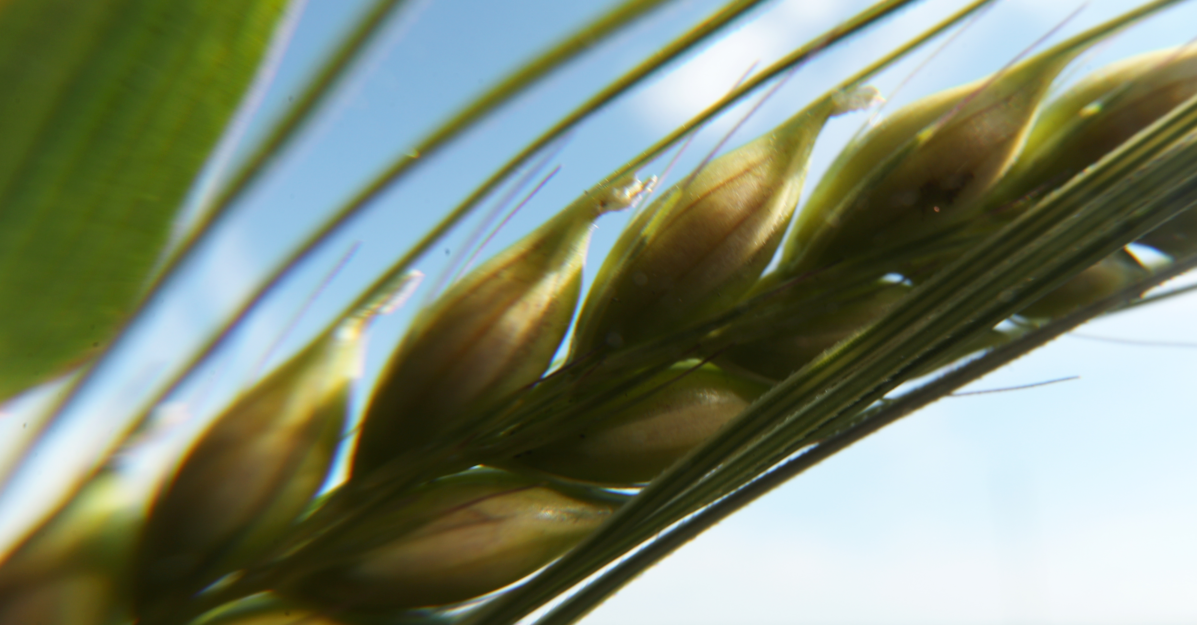 Более 140 тыс. тонн зерна уже убрано в Ярославской области