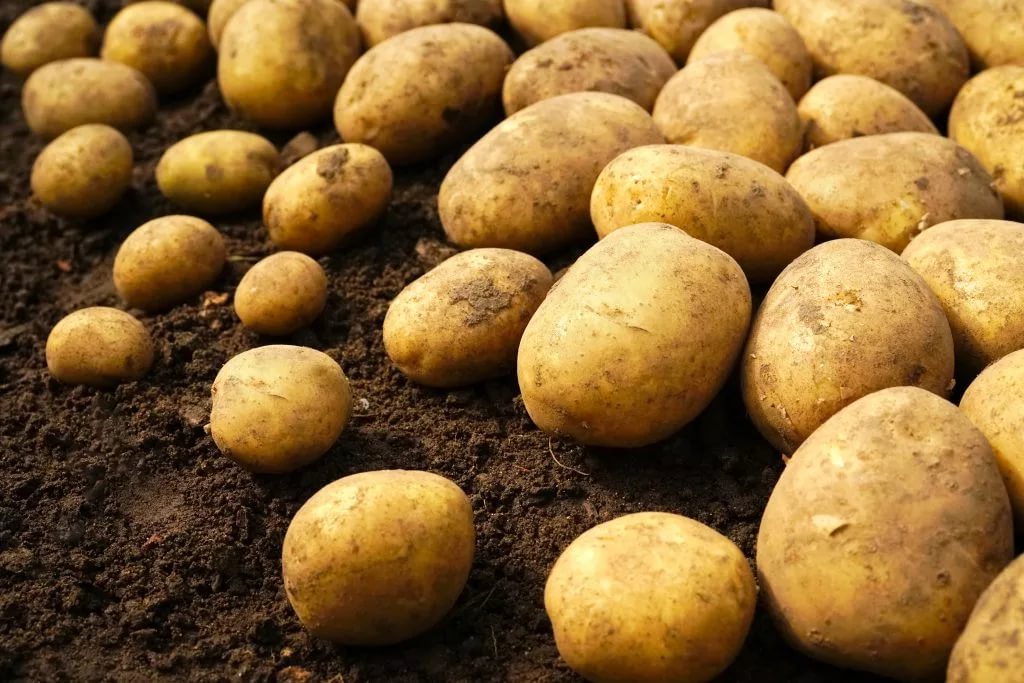 Липецкие аграрии приступили к посадке картофеля