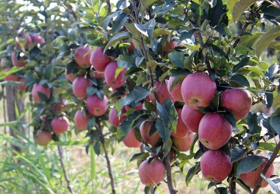 В ДНР созревает очередной урожай яблок