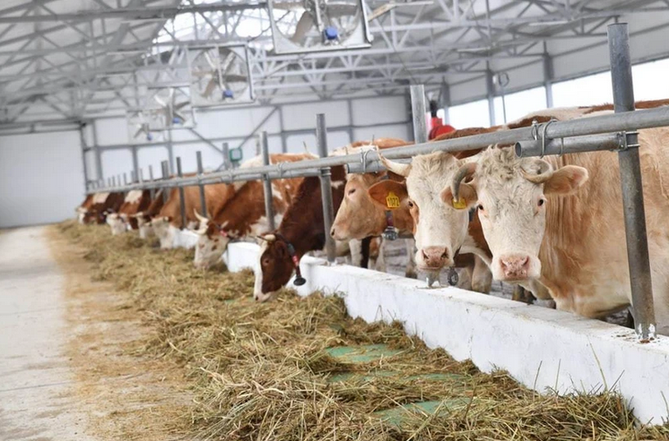 В животноводство Саратовской области инвестируют 2,5 млрд рублей