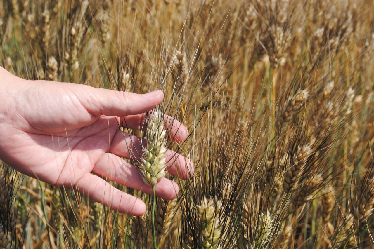 Господдержка липецких аграриев в первом полугодии составила 1,6 млрд рублей
