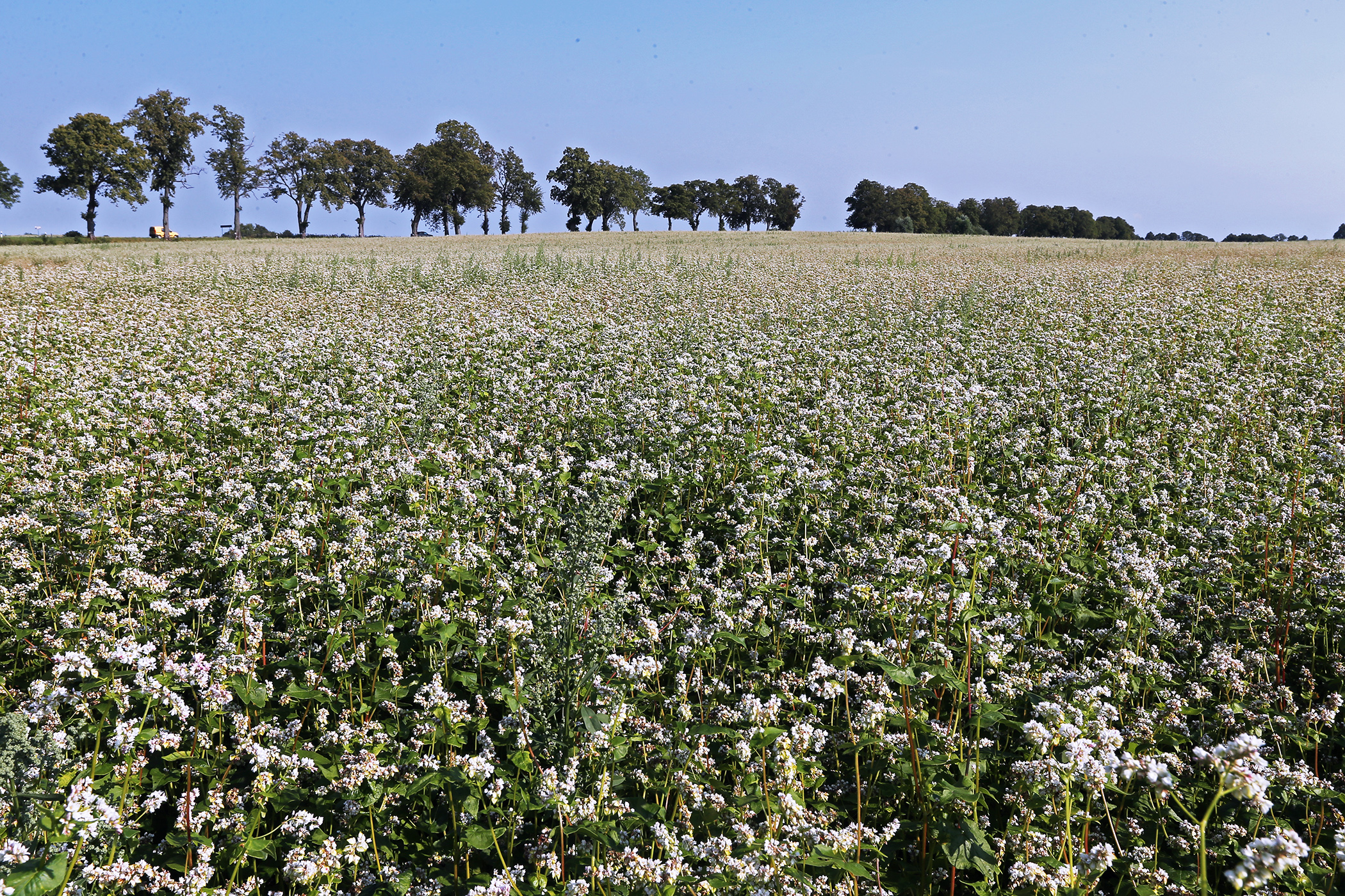 Хозяйства Забайкалья приступили к севу гречихи и гороха