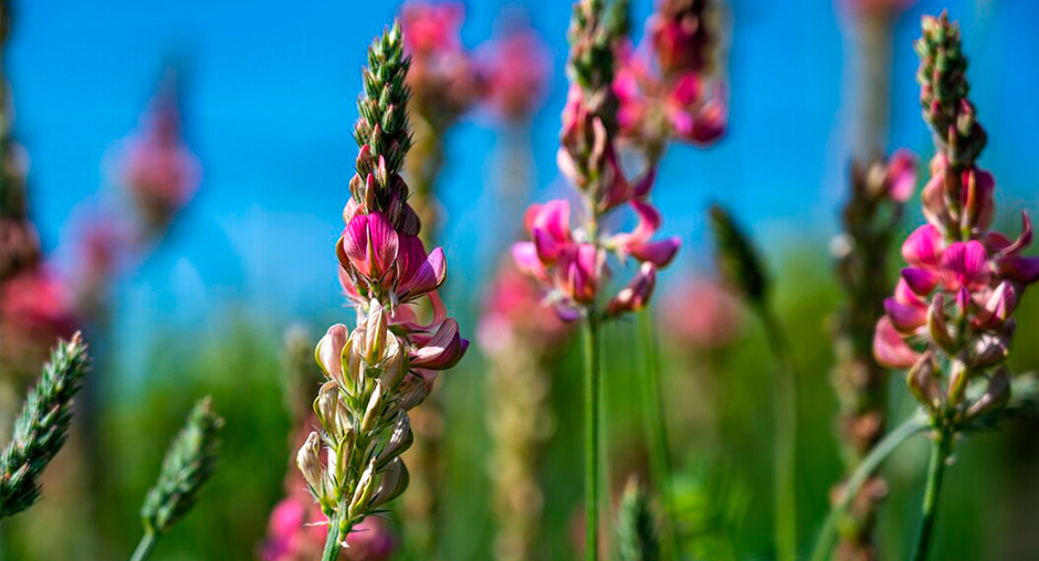 В Крыму начались исследования семян эспарцета на посевные качества