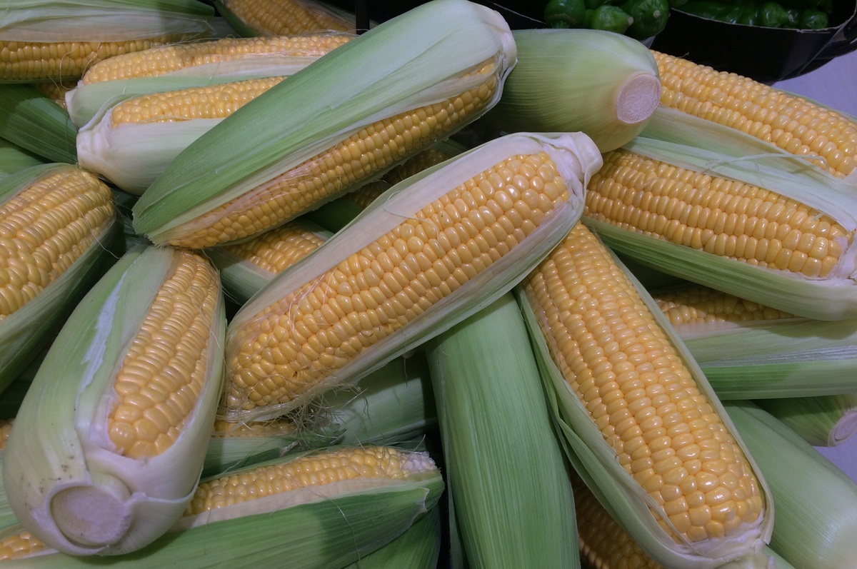 В Оренбургской области продолжается уборка кукурузы на зерно