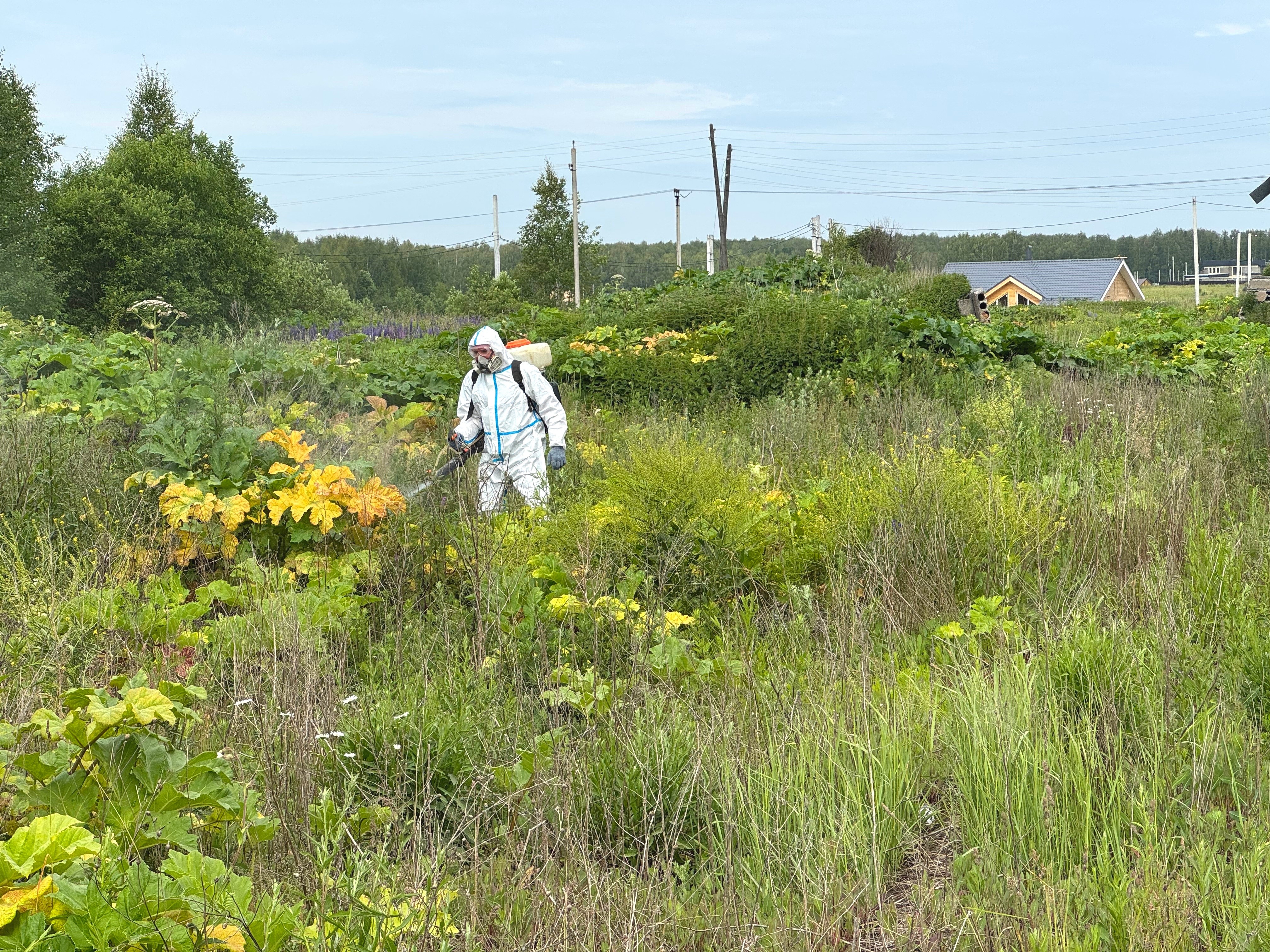 В Ивановской области работы по ликвидации борщевика Сосновского проведены на площади 1,7 тыс. га