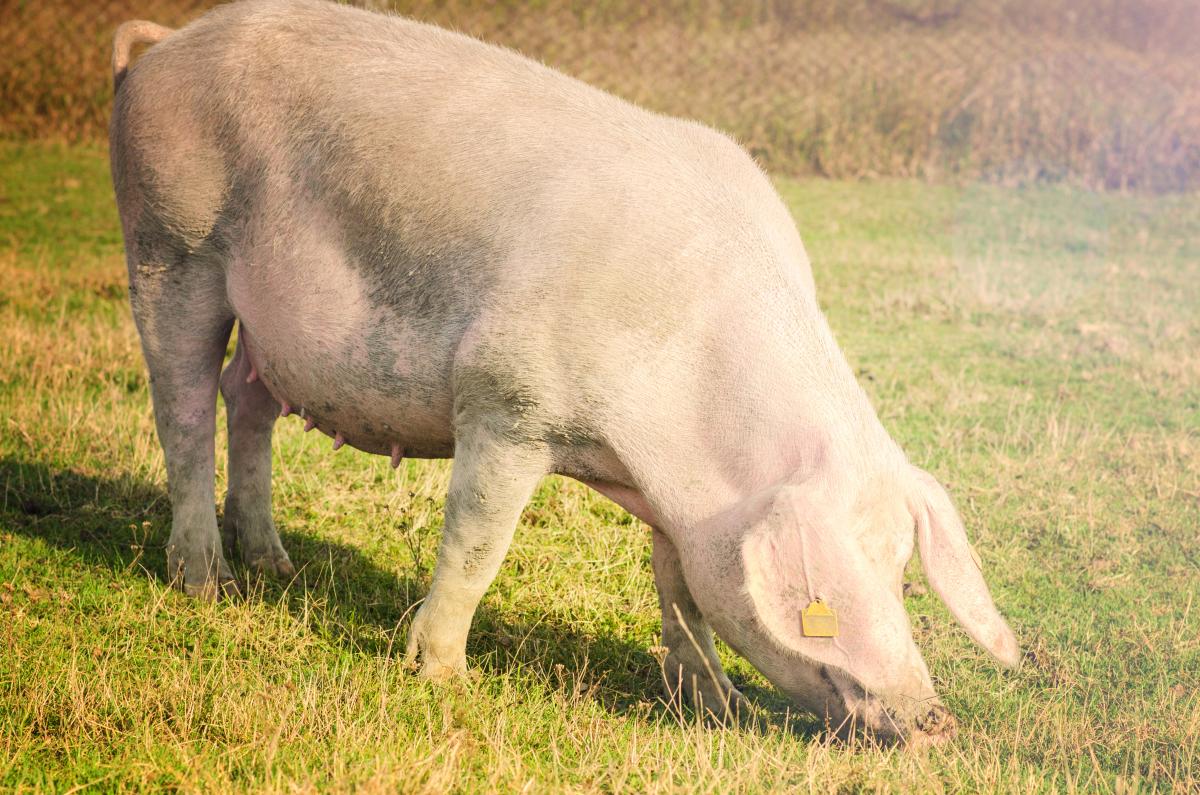 Сельхозорганизации Республики Бурятии увеличили поголовье свиней на 34,4%