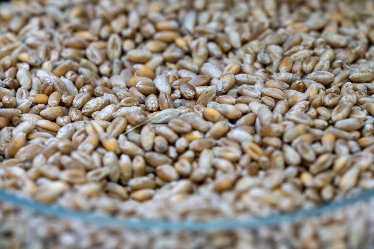 На Саратовскую область приходится 22,6% запасов масличных и 14,1% — зерновых в ПФО