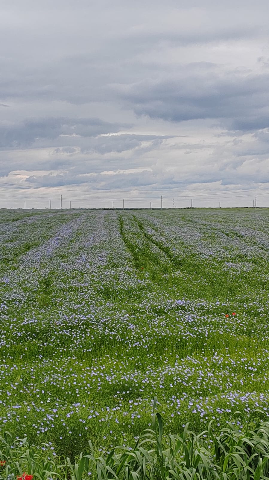 В Северной Осетии сев яровых культур близится к завершению