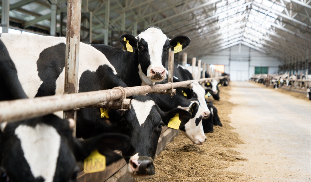 В Ивановской области выросло производство молока, яиц и мяса