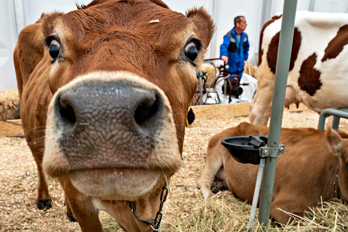 Волгоградские сельхозорганизации в 2024 году нарастили производство КРС на убой на 16,9%
