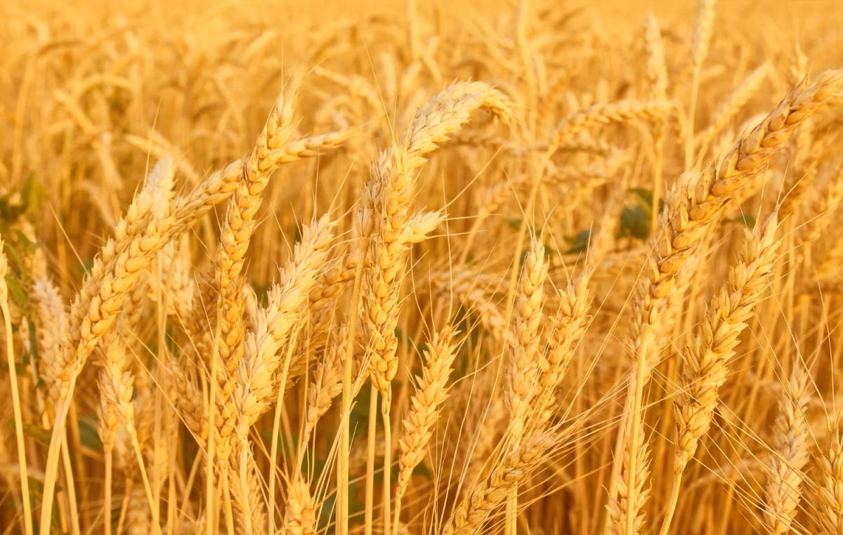 В России к 28 июня собрали около 2 млн т зерна