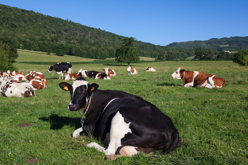 В Тверской области средняя продуктивность коров увеличилась на 5,3%