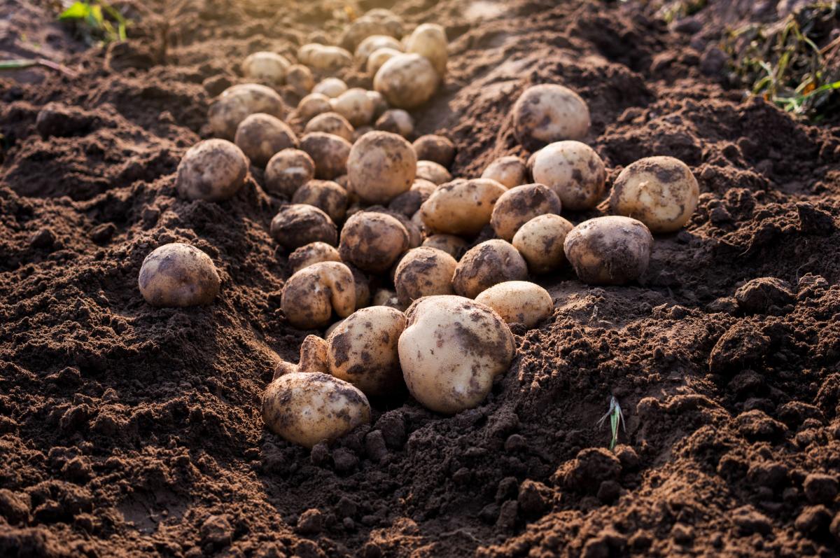 Валовой сбор картофеля в России в 2025 году на треть выше уровня прошлого года — Минсельхоз