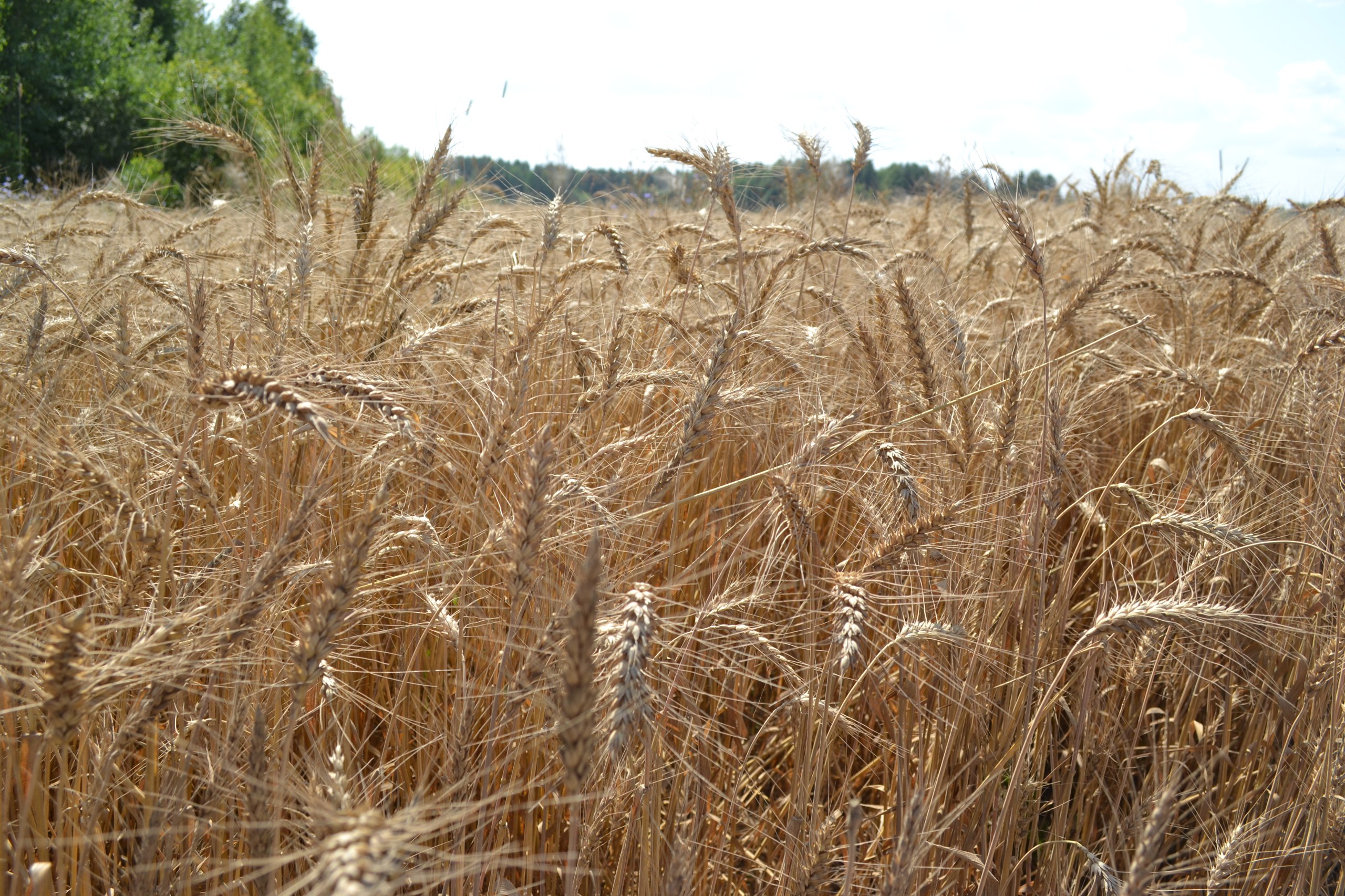 Около 2 млн тонн зерна собрали нижегородские аграрии в 2025 году