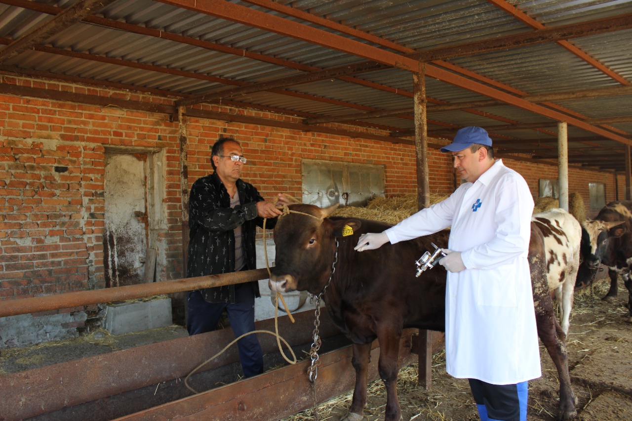 Донские ветврачи вакцинировали против сибирской язвы более 300 тыс. животных