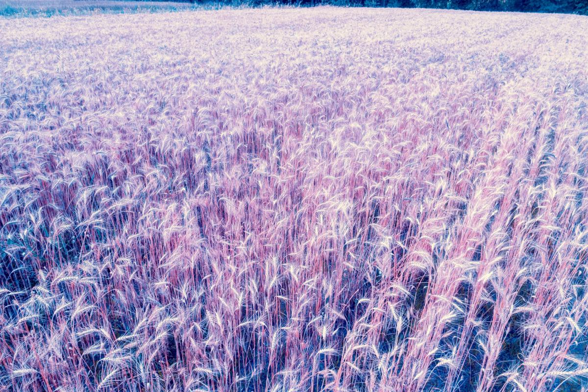 В России вывели новый сорт пшеницы с фиолетовым зерном