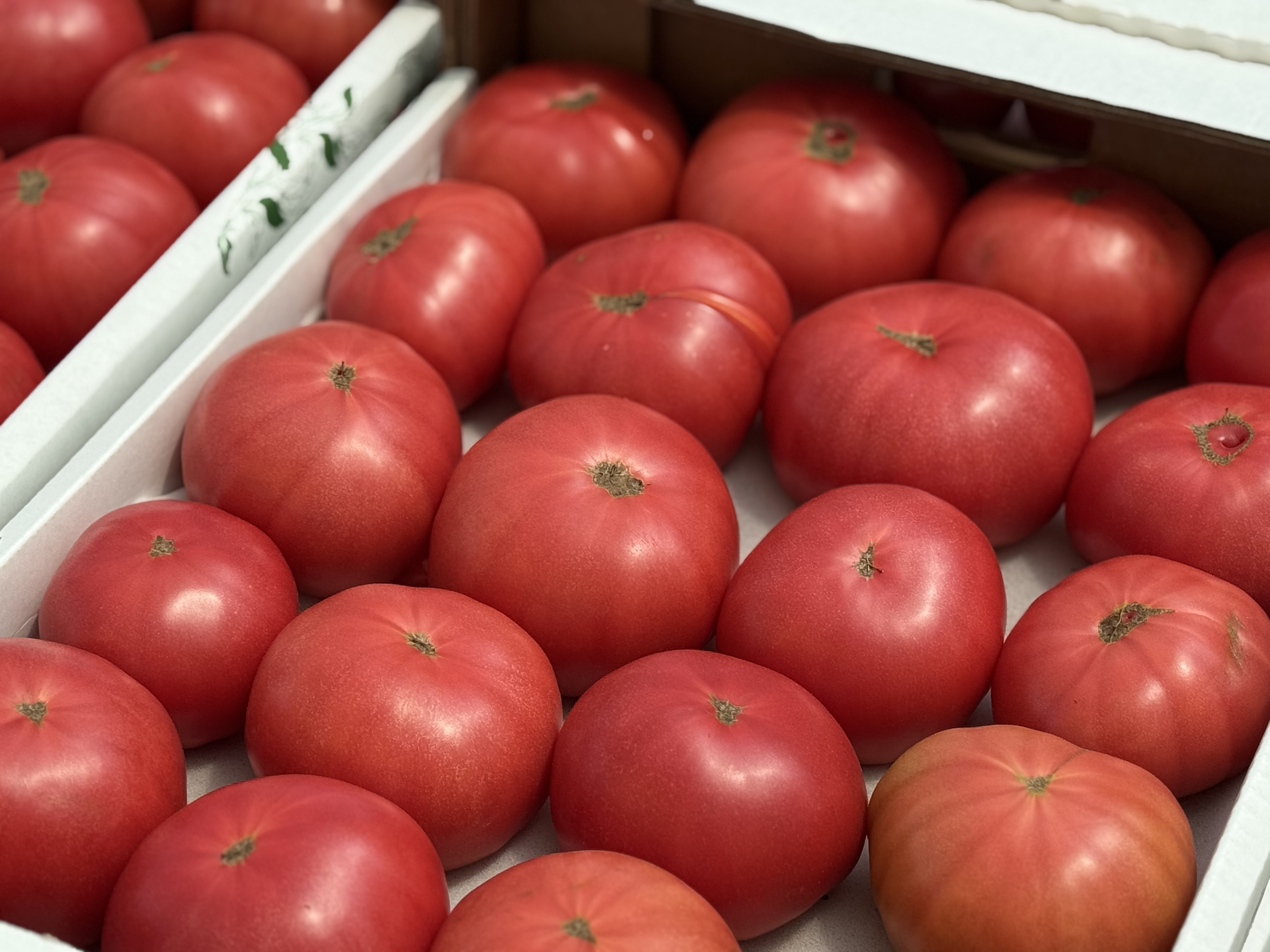 В Кумторкалинском районе Дагестана проходит уборка розовых томатов