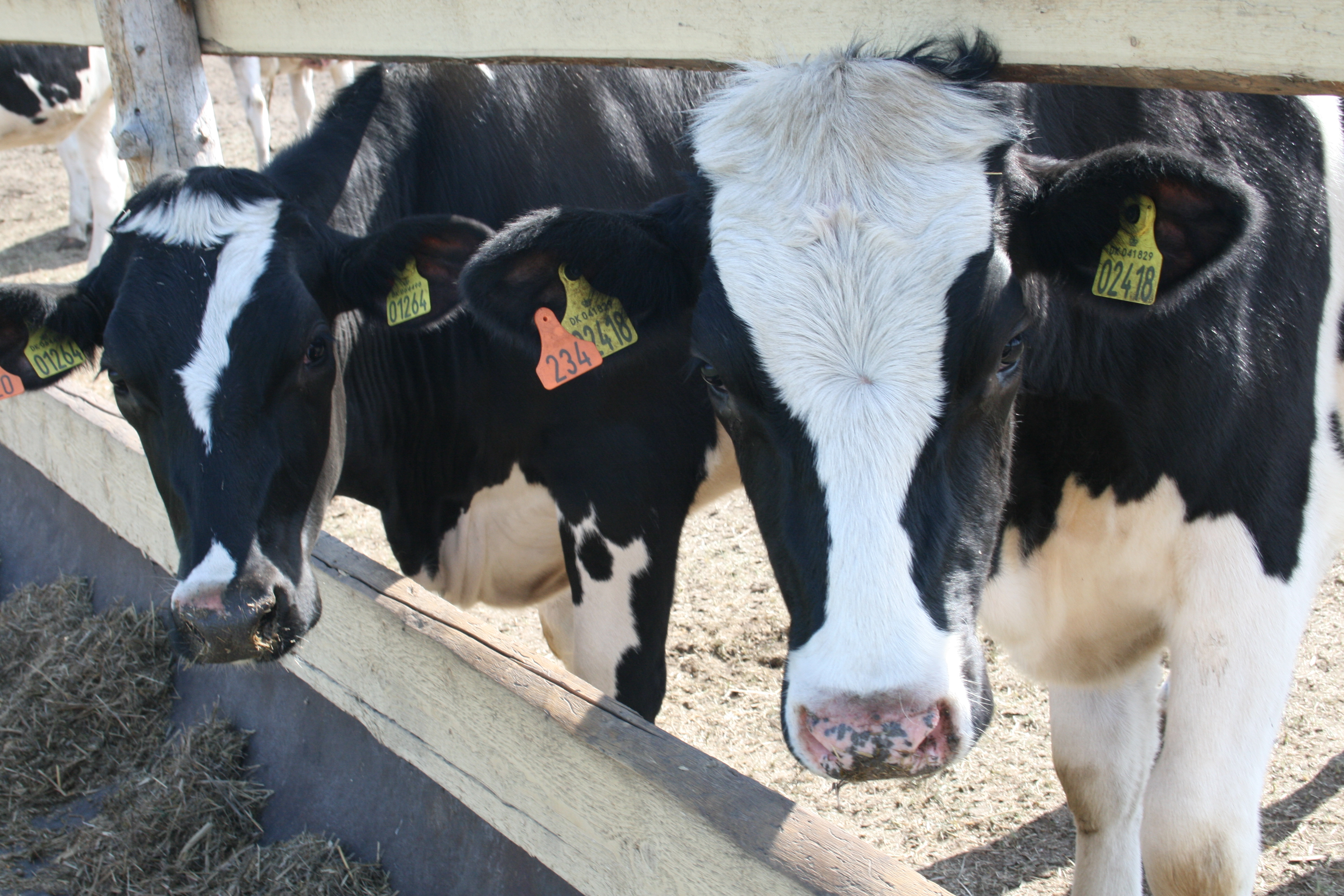 В Кузбассе в 2023 году увеличилась продуктивность коров в сельскохозяйственных организациях и КФХ