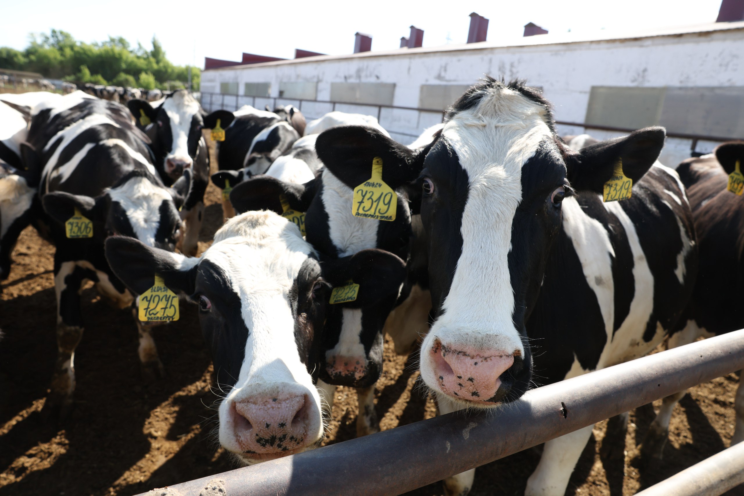 Россия наращивает объемы производства животноводческой продукции