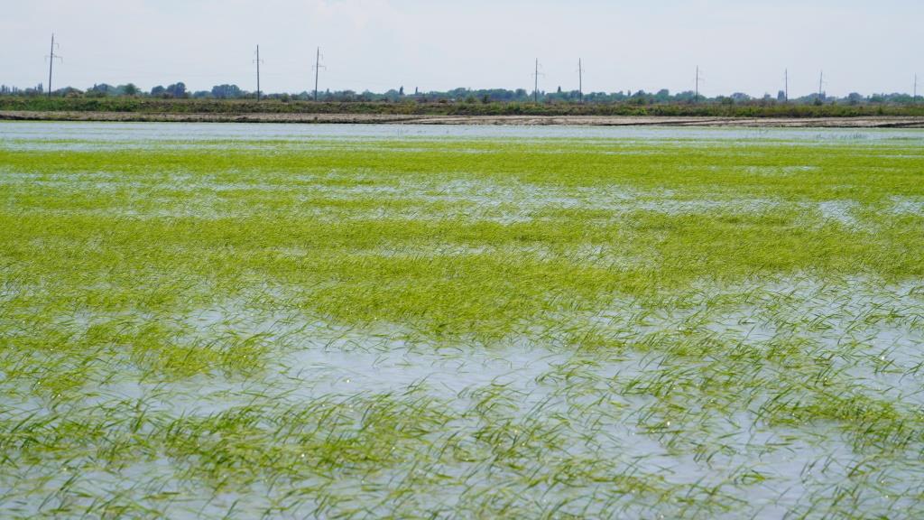 В 2022 году в Дагестане рис посеян на рекордной площади