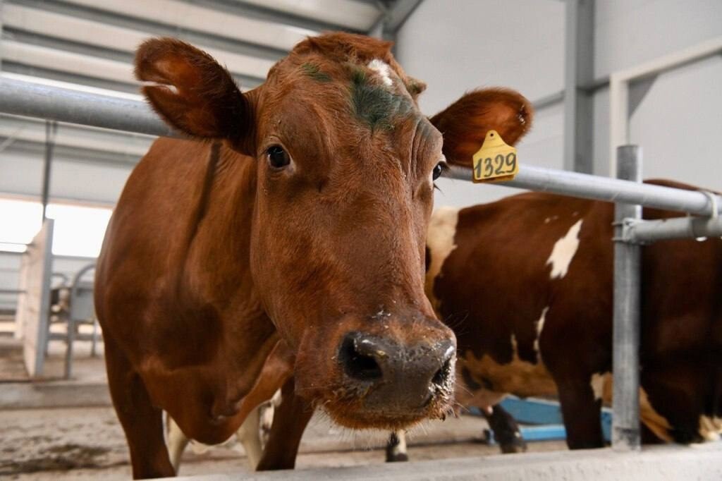 Республика Карелия успешно реализует проекты в сфере молочного животноводства