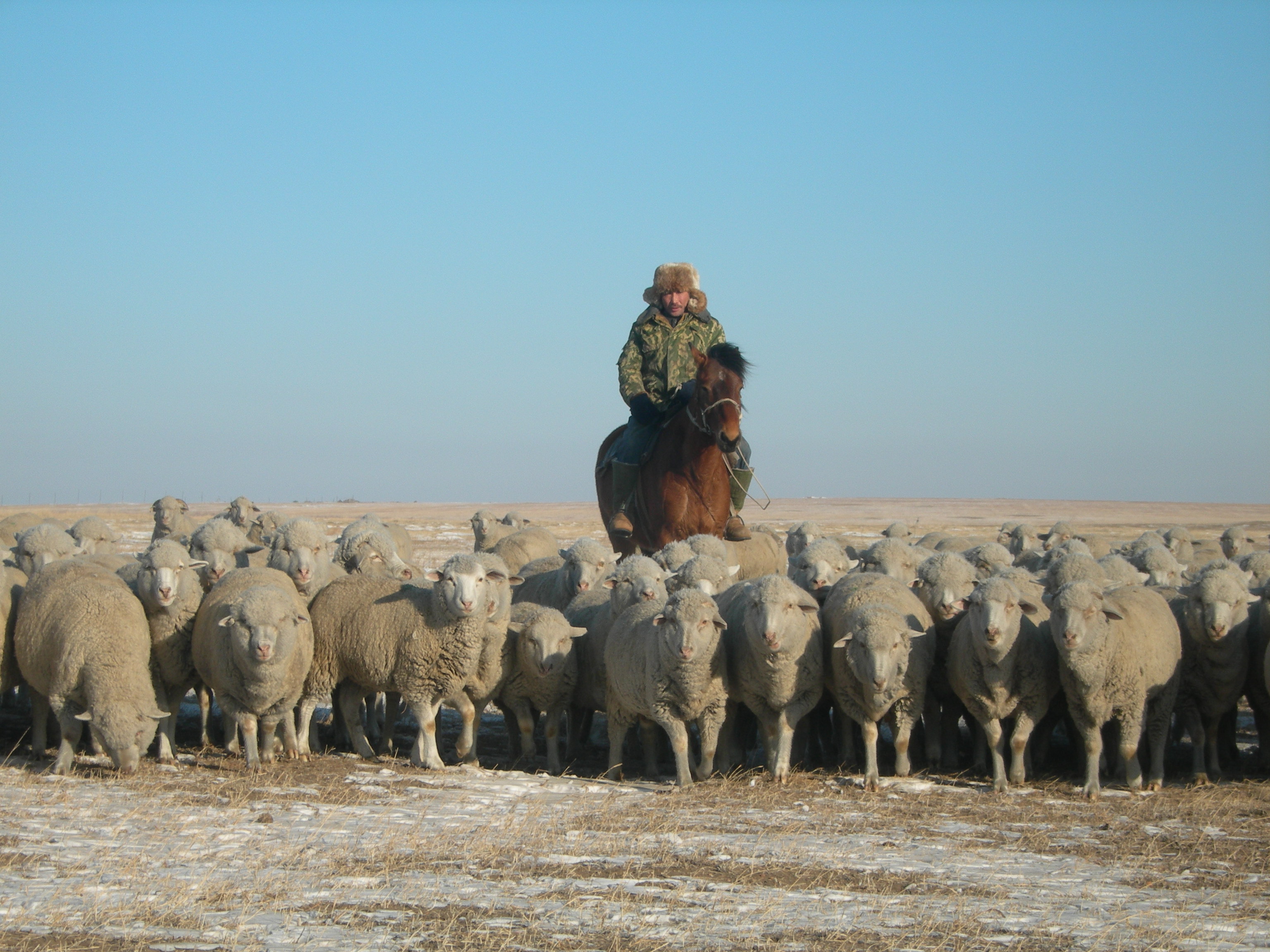 В Забайкалье получателями гранта «Агростартап» стали семьи 16 участников СВО