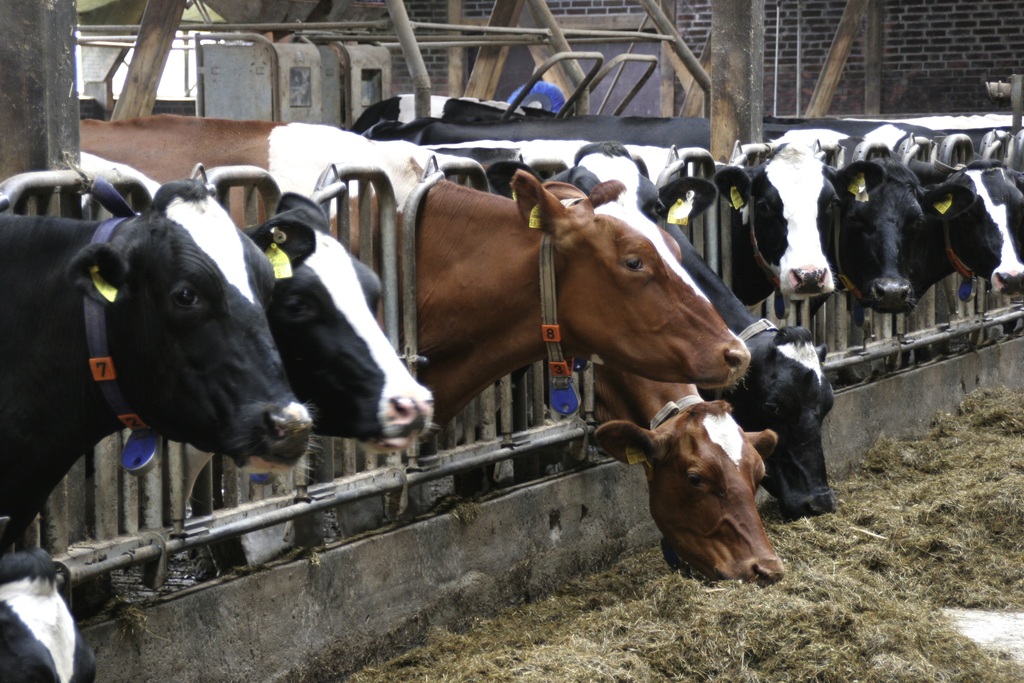 В Краснодарском крае с начала года надоено 3,7 тыс. т молока
