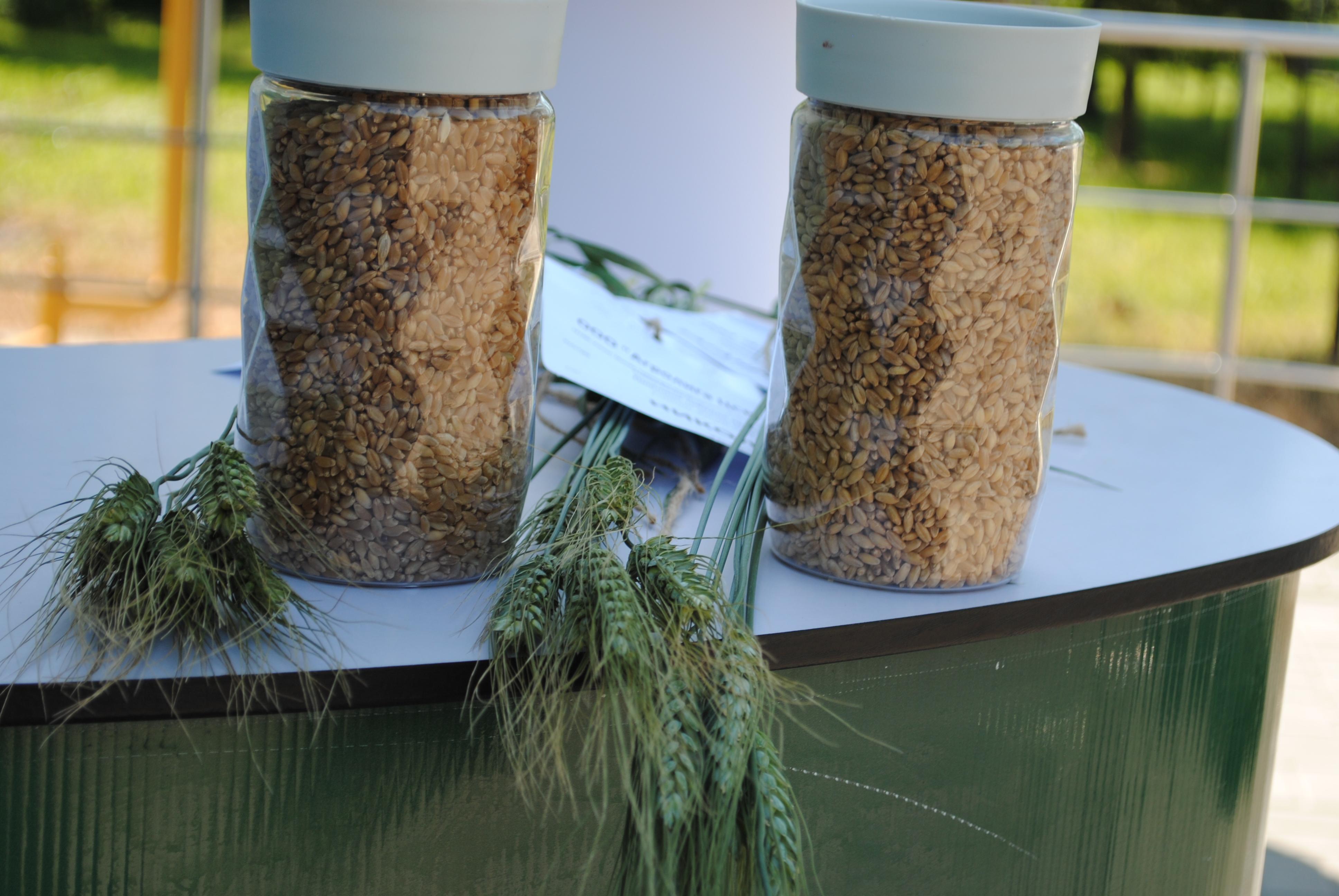 Перспективы выращивания твёрдой пшеницы обсудили в Липецкой области