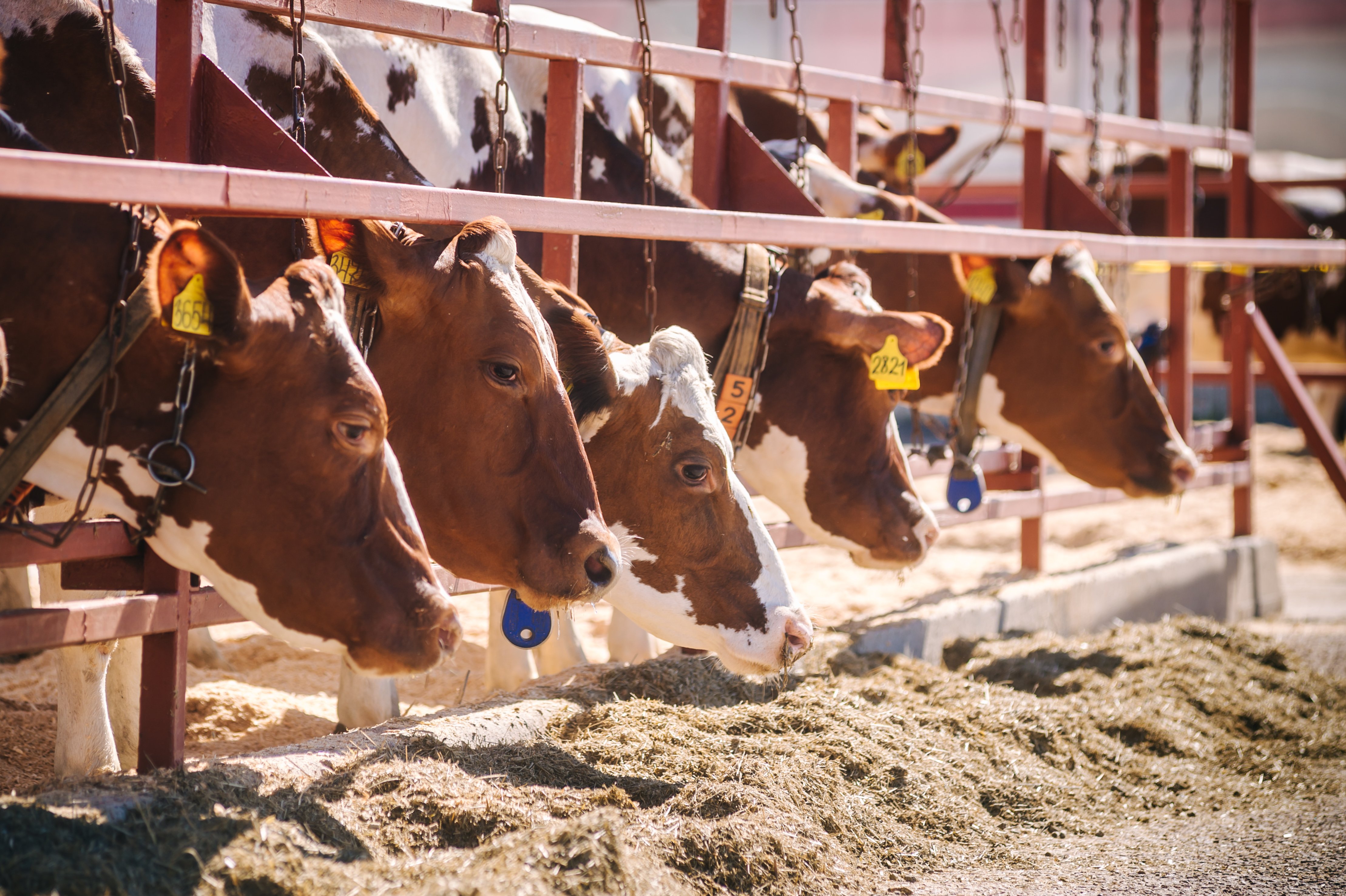 В 2024 году предприятиям АПК Карелии оказана государственная поддержка в размере свыше 900 млн рублей