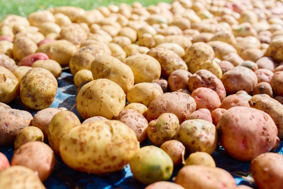 В Брянской и Тульской областях ждут хорошего урожая картофеля