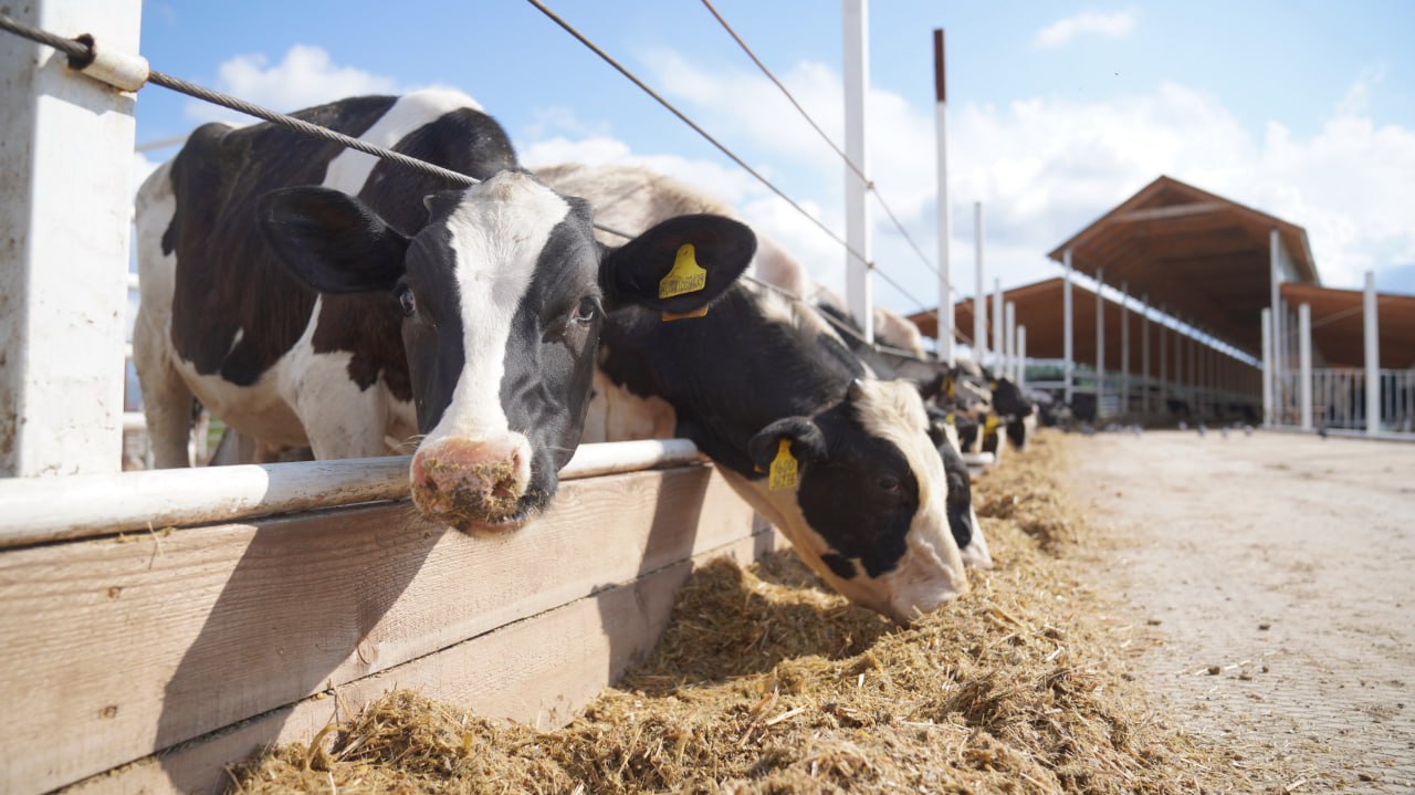 В Ивановской области растет производство продукции АПК