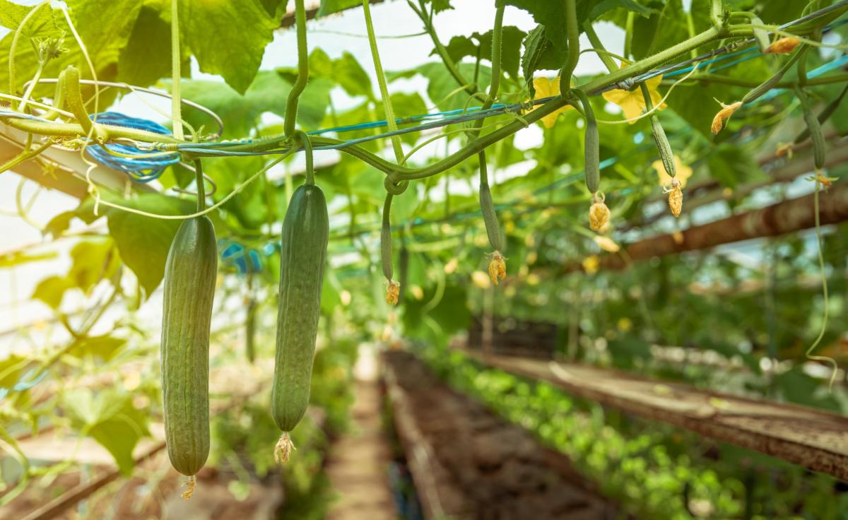 В Липецкой области в 2024 году планируют собрать 162,5 тыс. т тепличных овощей