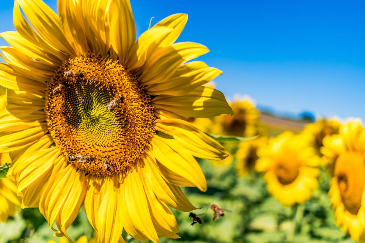 Урожай масличных в РФ в 2025 году может превысить 33,5 млн т