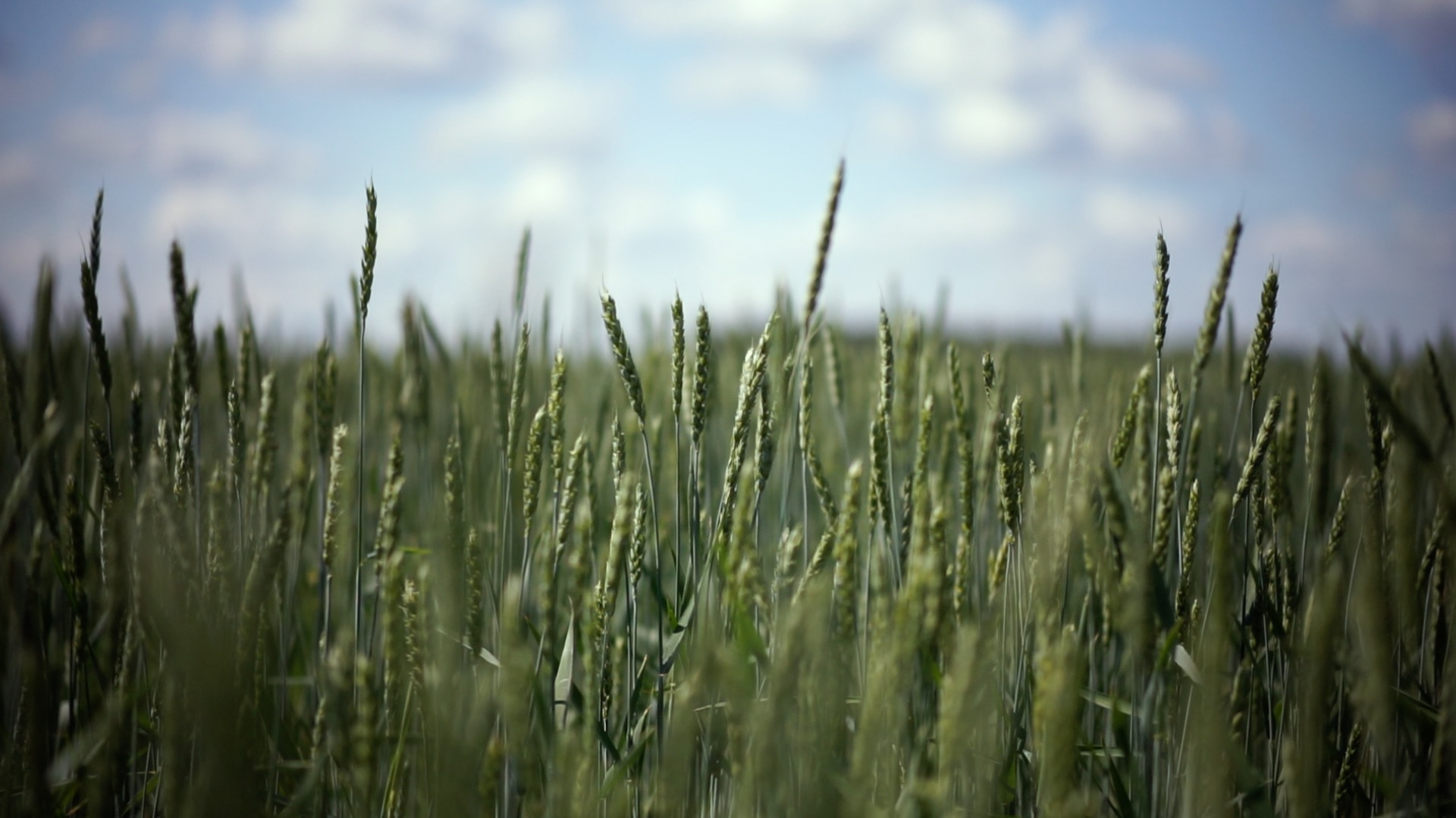 На республиканском семинаре «День поля-2025» обсудят стратегию уборочной кампании в Башкортостане