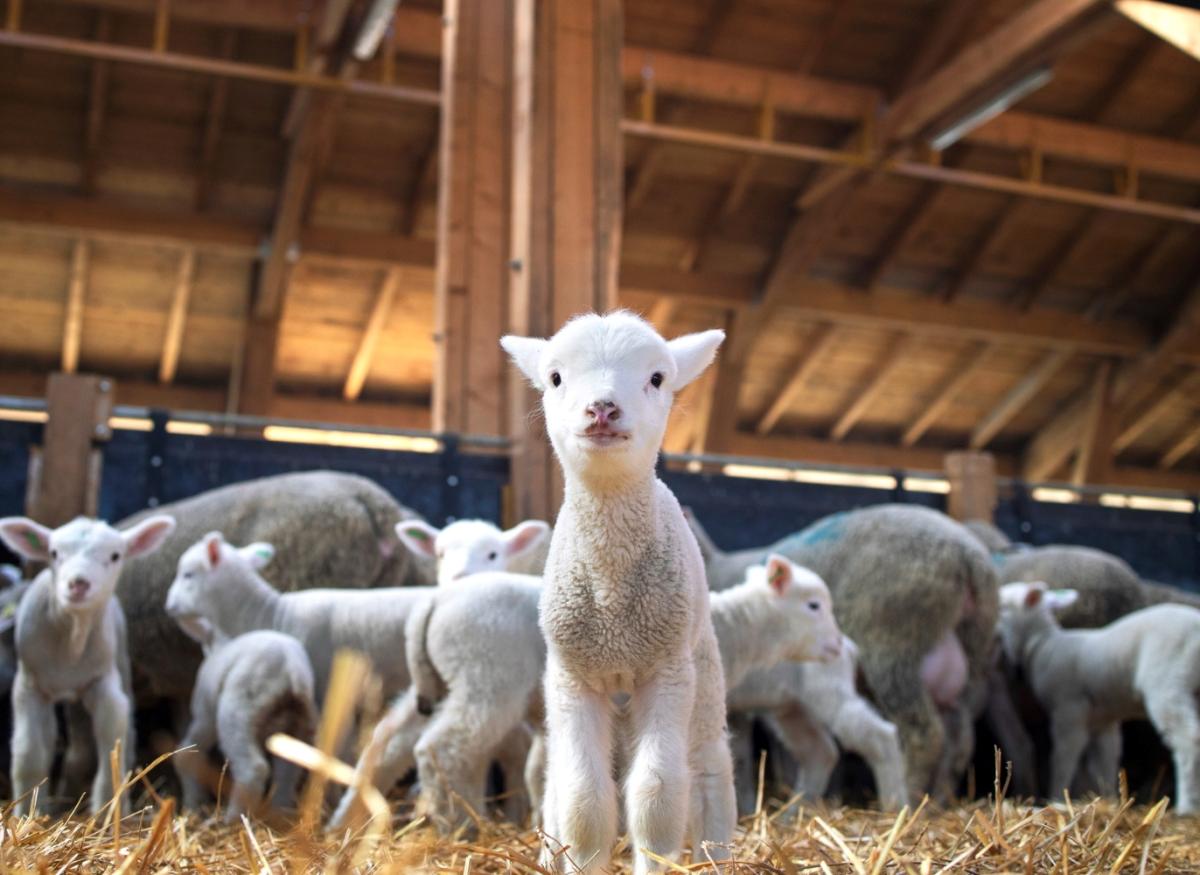 С 1 марта 2023 года в РФ вступит в силу ряд ветеринарных правил