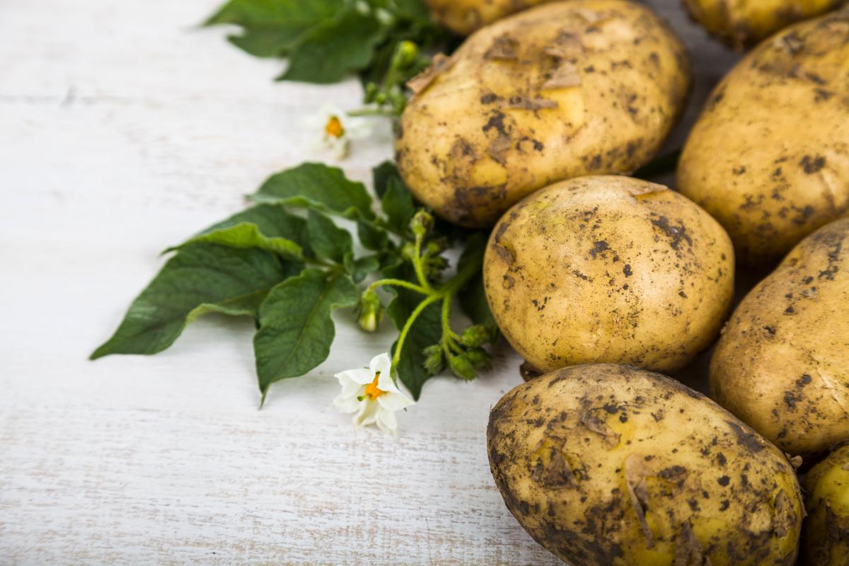 В Хабаровском крае создадут центр семеноводства по картофелю