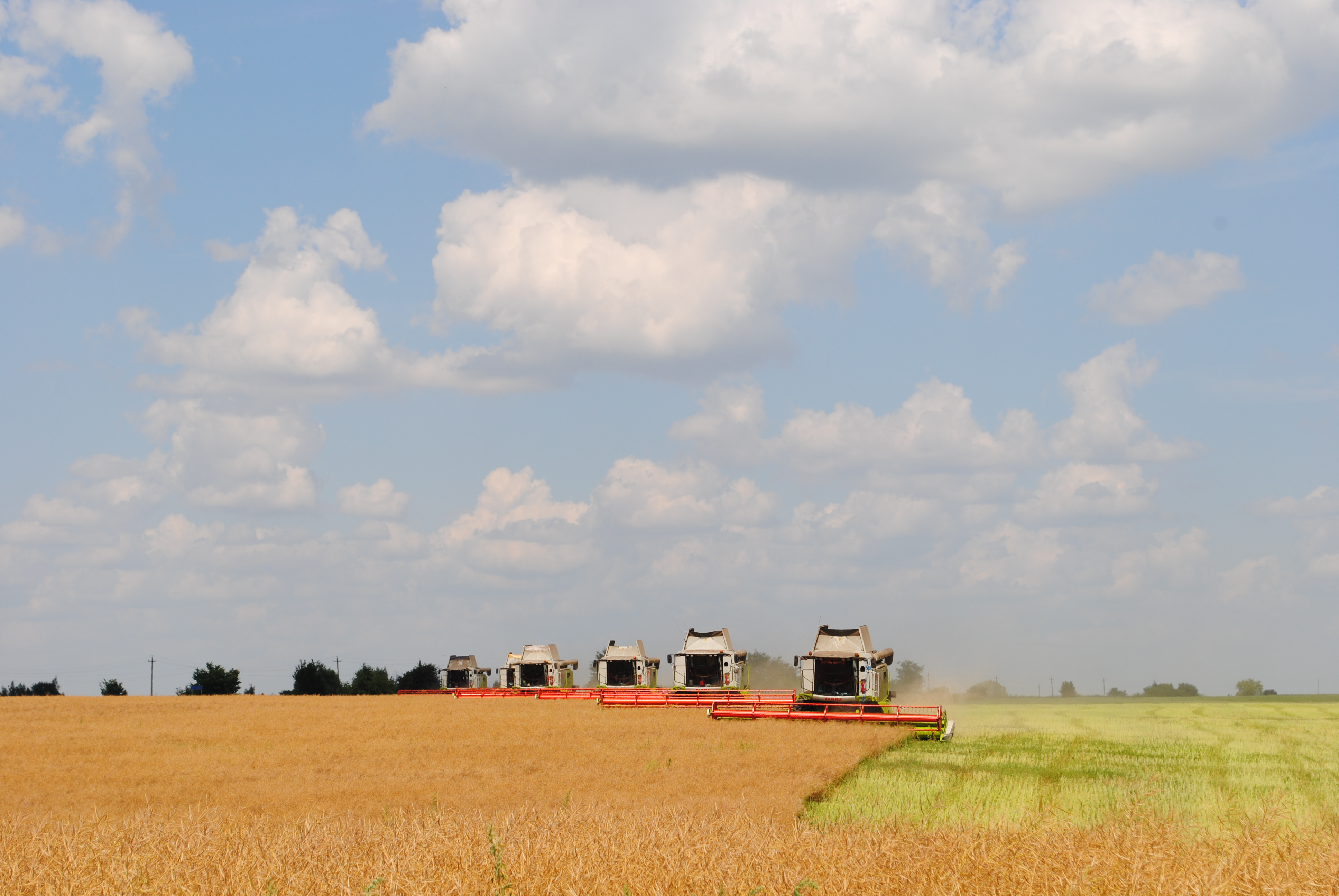 150 тысяч тонн масличных уже намолотили в Липецкой области
