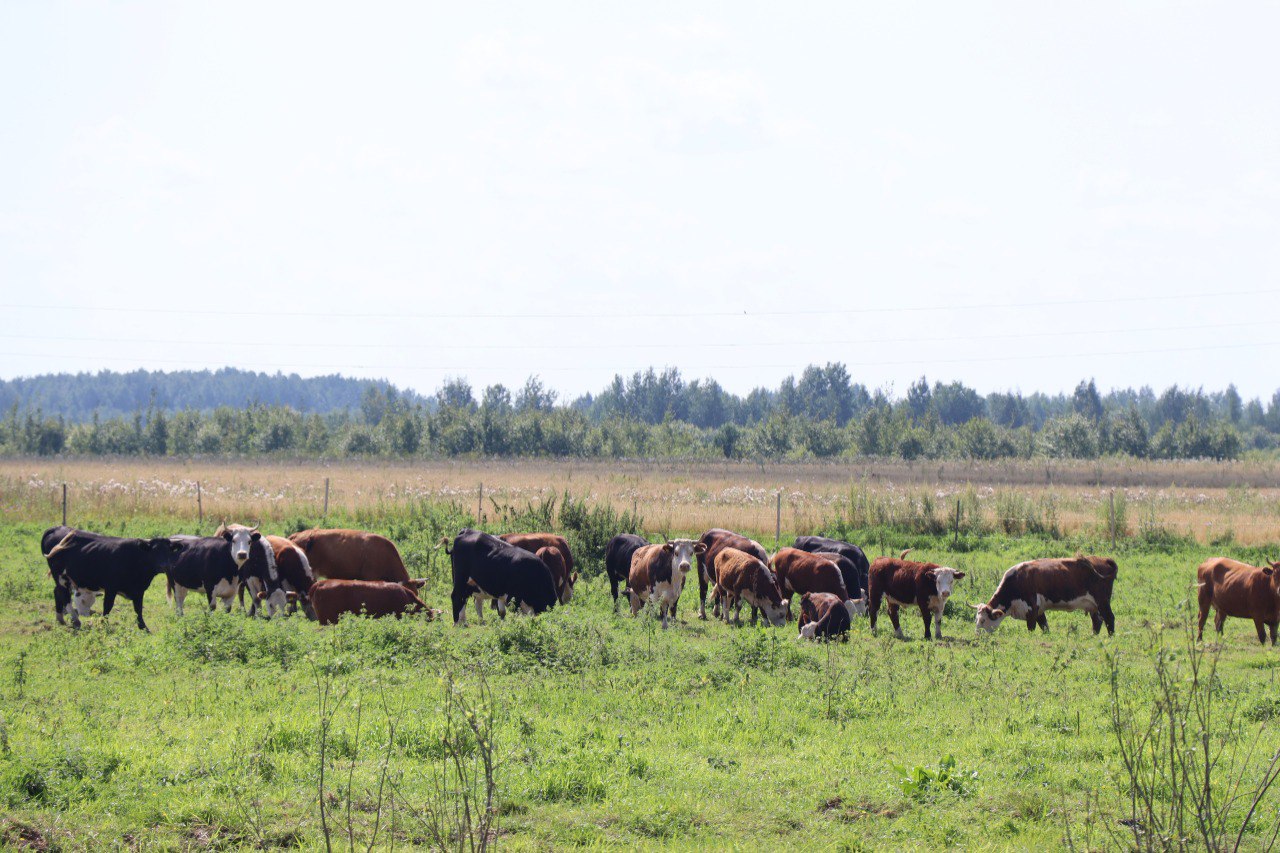 Почти 100 млн рублей получили четыре нижегородские семьи на развитие ферм