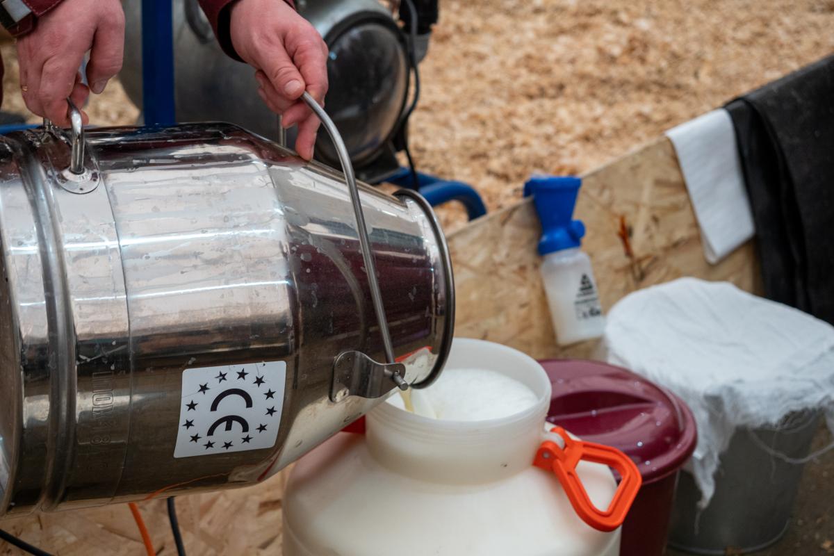 Более 1 млн т молока произвела Удмуртия в 2024 году 