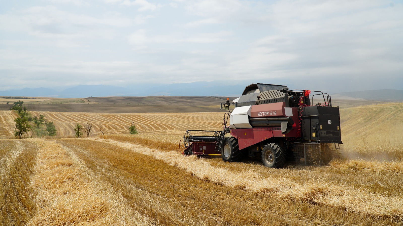 В Дагестане близится к завершению уборка озимых зерновых культур