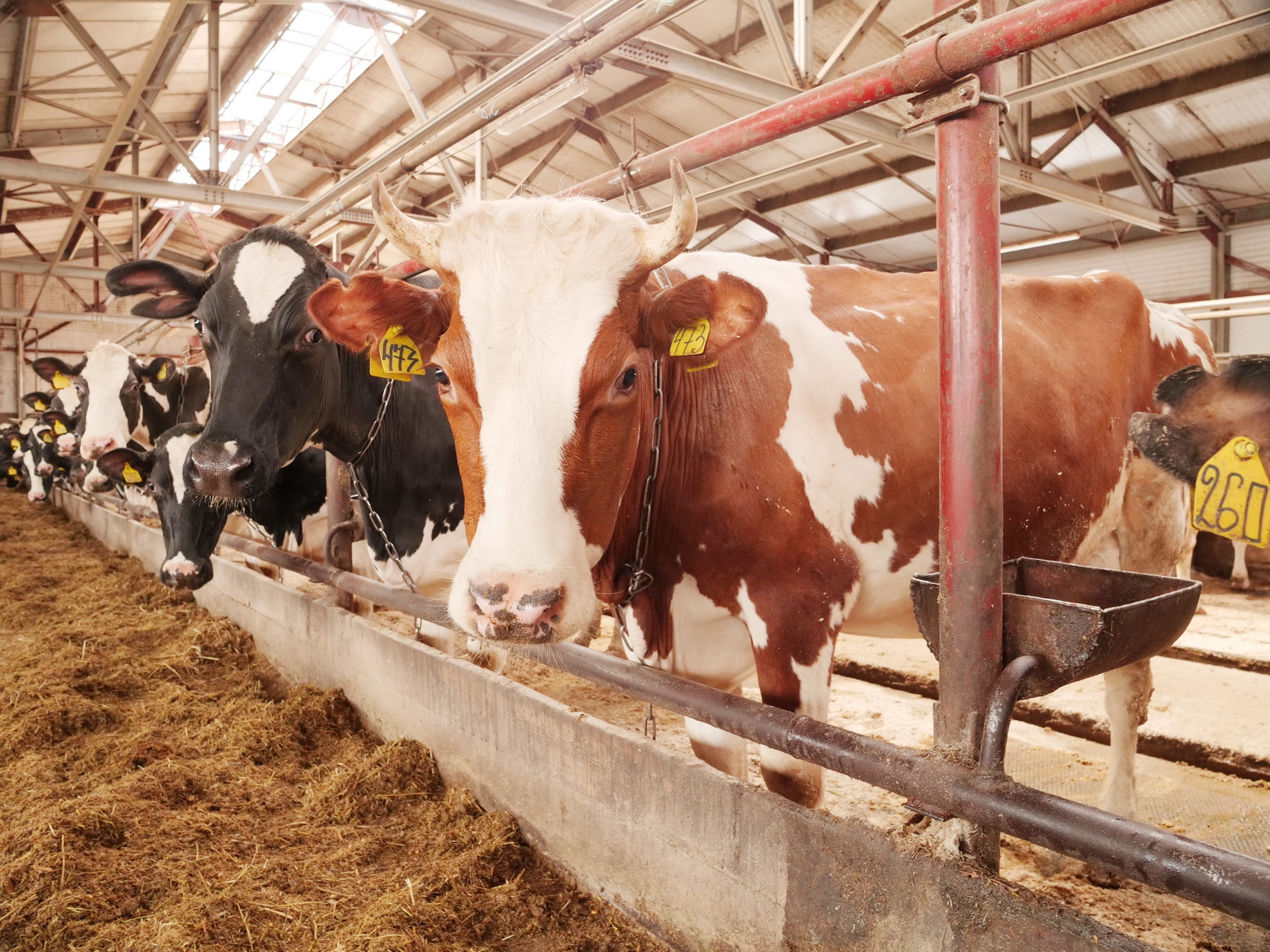 В Ивановской области выросло производство продукции животноводства