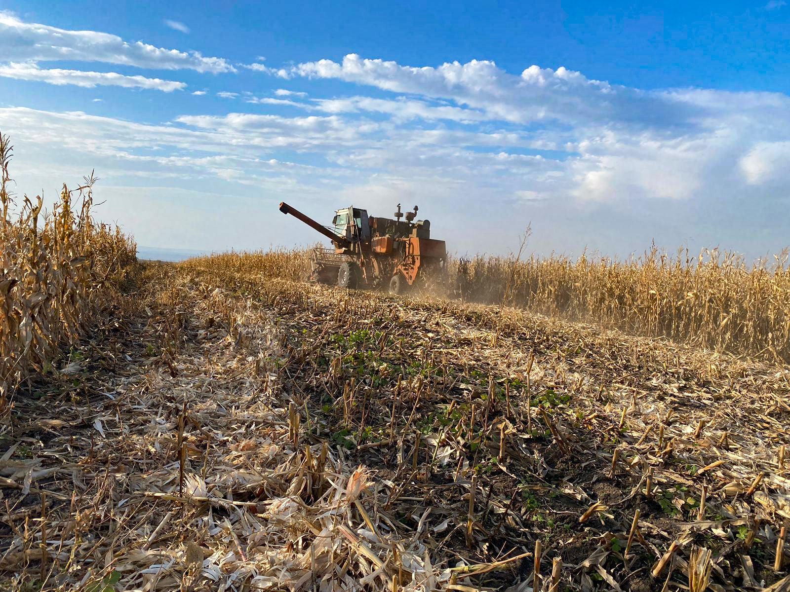 В Дагестане завершается уборка кукурузы на зерно | Agroday.RU