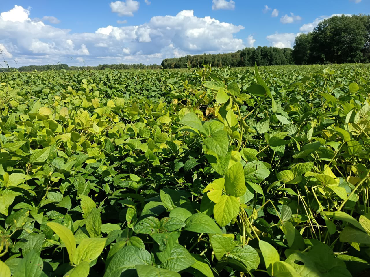 В Шегарском и Кривошеинском районах активно идет уборка зерновых культур