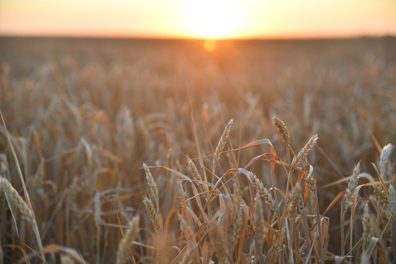 В Саратовской области собрали рекордный урожай в 6 млн тонн зерна