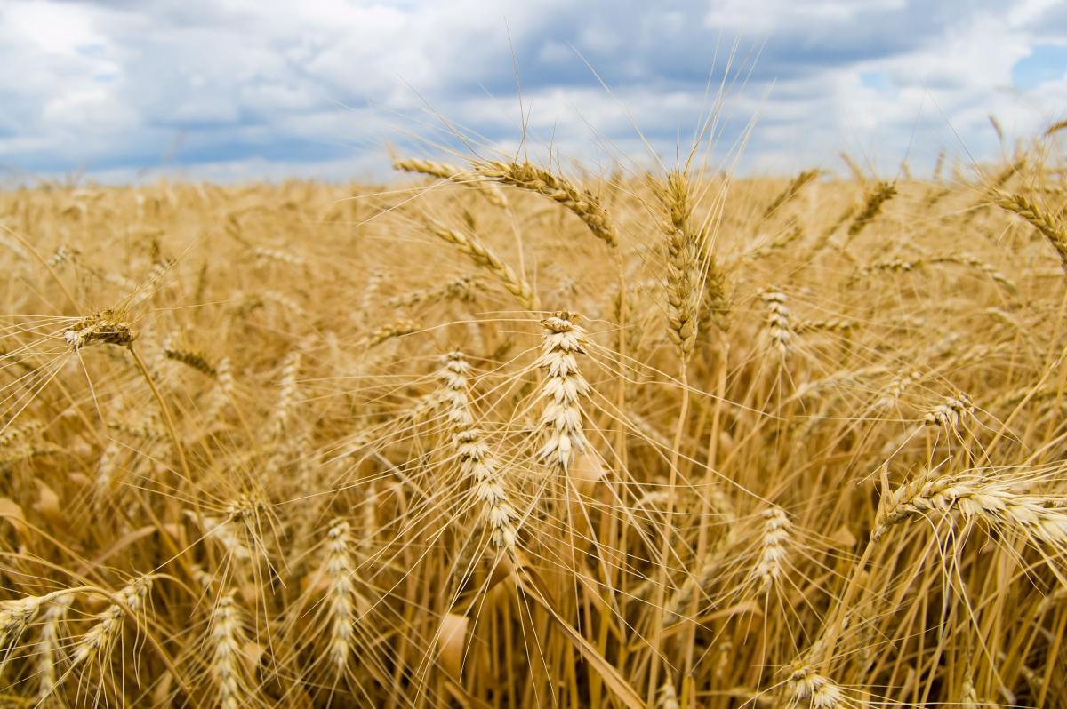 Росстат уточнил данные по урожаю сельхозкультур за 2024 год