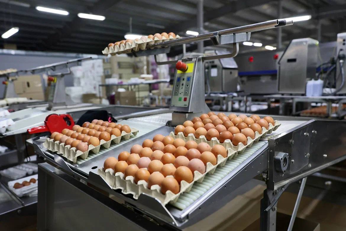 В Вологодской области в 2025 году увеличится производство молока, яиц и объем посевных площадей