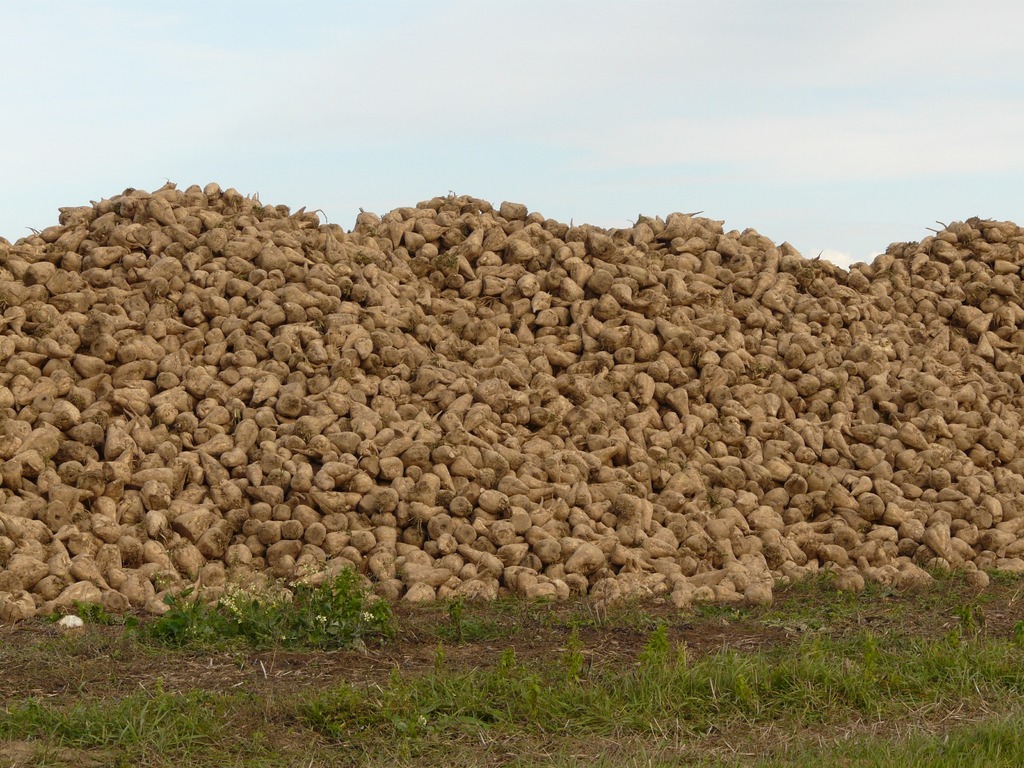 В Краснодарском крае продолжается уборка сахарной свеклы