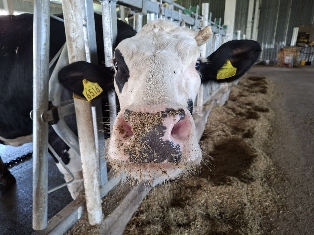 Аграриям Красноярского края возместят часть затрат на племенной материал