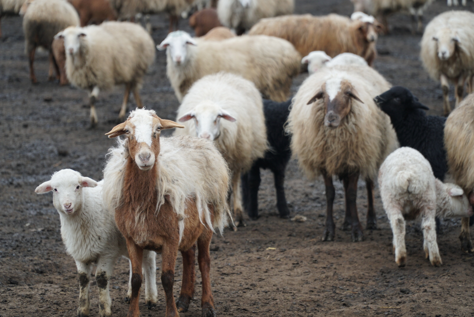 Руководитель Минсельхозпрода Дагестана ознакомился с ходом зимовки скота на отгонных землях в Дербентском районе