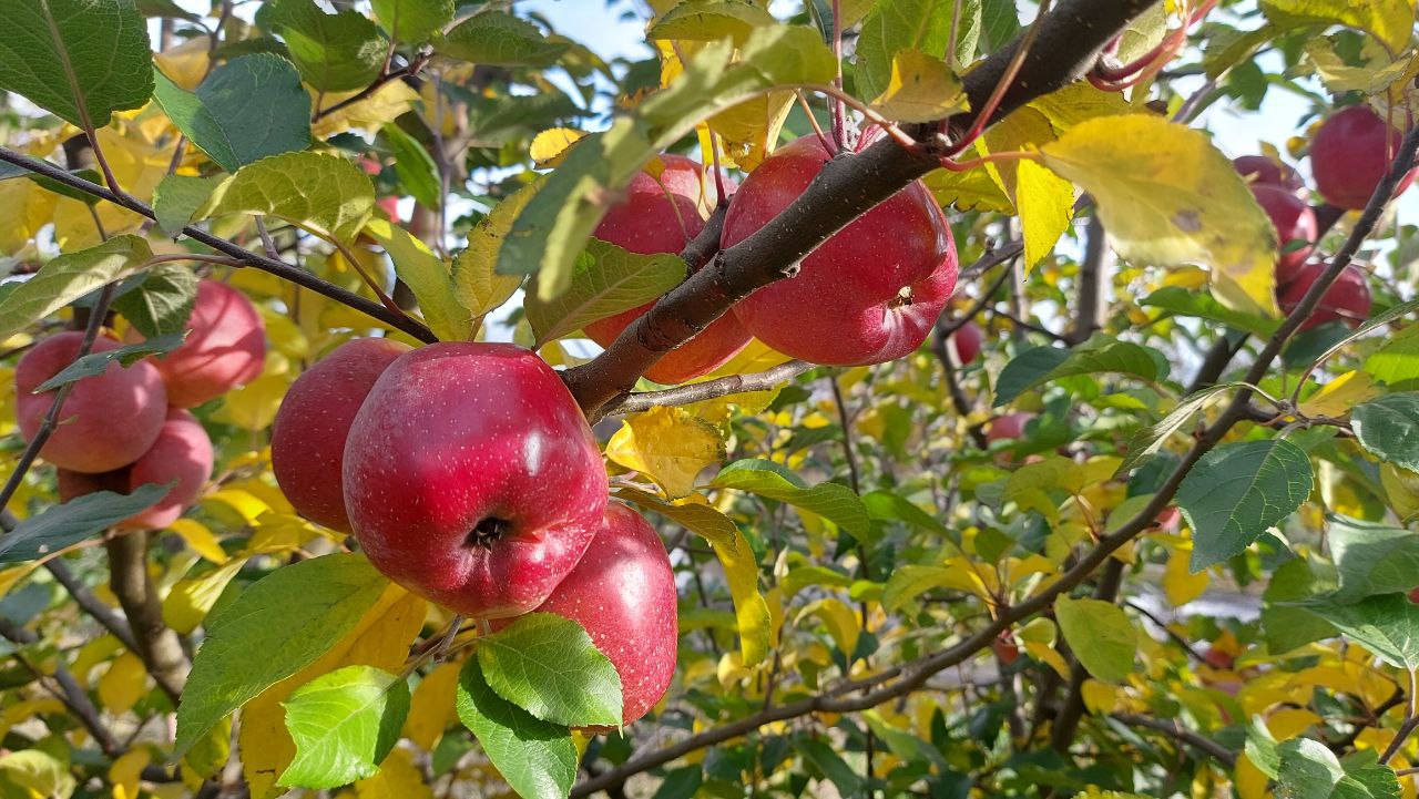 В Белгородской области собрали две трети запланированного урожая яблок